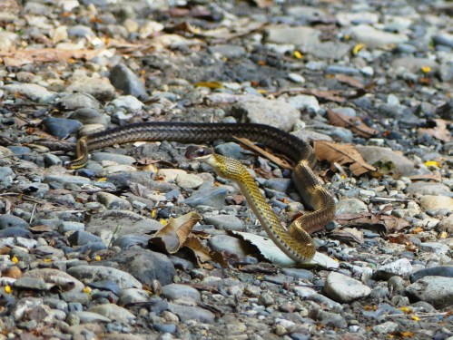 South American Forest Racer on Pipeline Road
