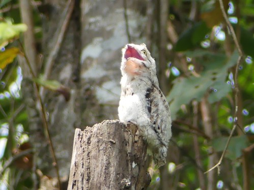 A Common Potoo on its first day without a parent.