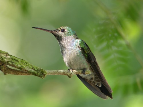 Blue-chested Hummingbird
