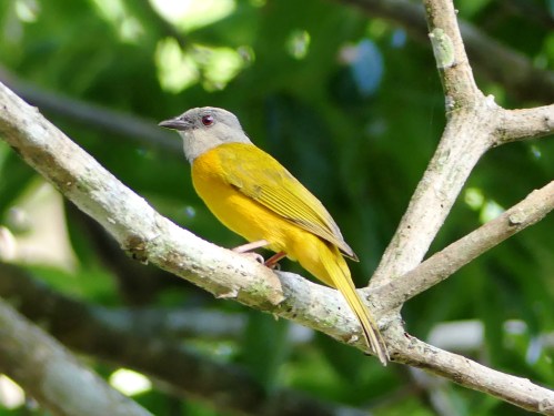 Gray-headed Tanager