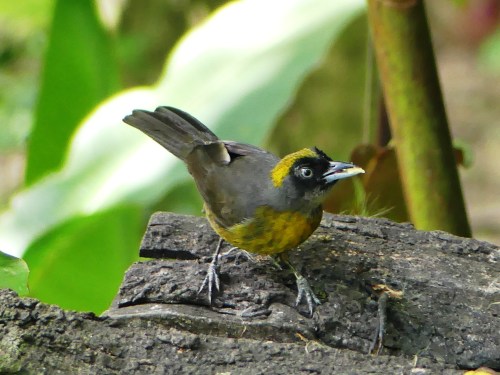 Dusky-faced Tanager