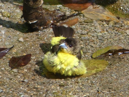 Female Flame-rumped Tanager