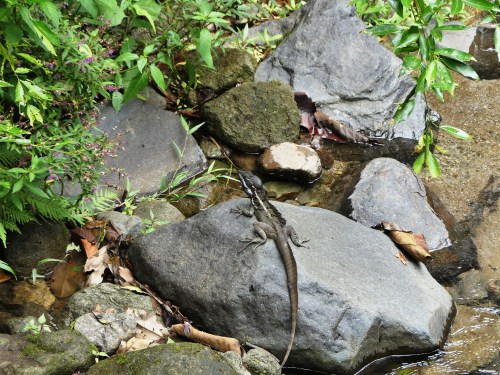 Common Basilisk in the stream by Canopy Lodge