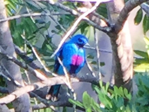 Blue Cotinga