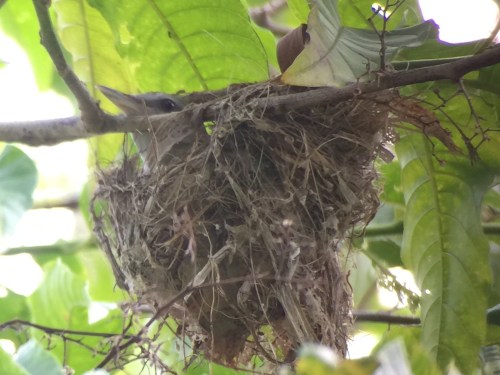 Yellow-green Vireo on her nest