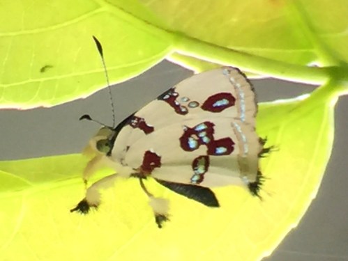 Black-bellied Anteros