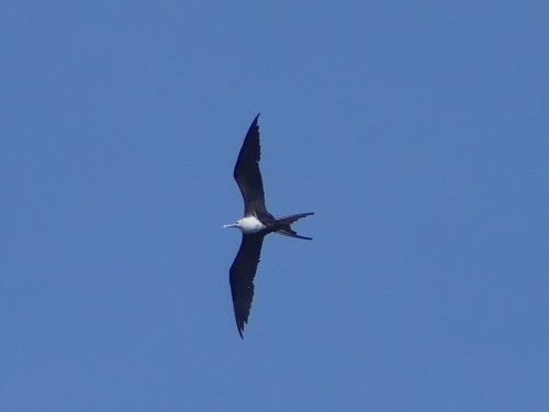 Magnificent Frigatebird