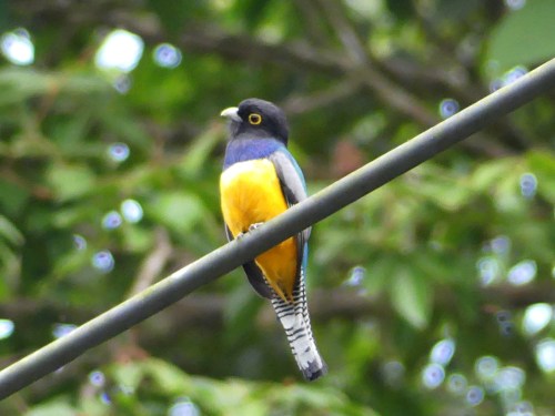 Gartered Trogon
