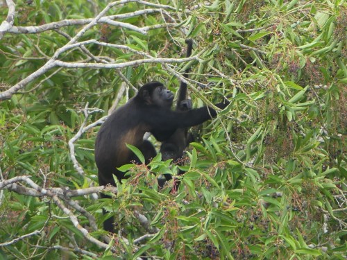 Mantled Howler Monkeys