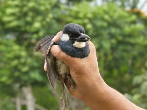 Black-breasted Puffbird after its rescue from the top of the Tower.