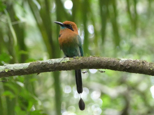Broad-billed Motmot