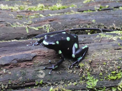 Green-and-Black Poison-dart Frog