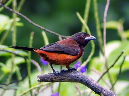 Female Scarlet-backed Tanager