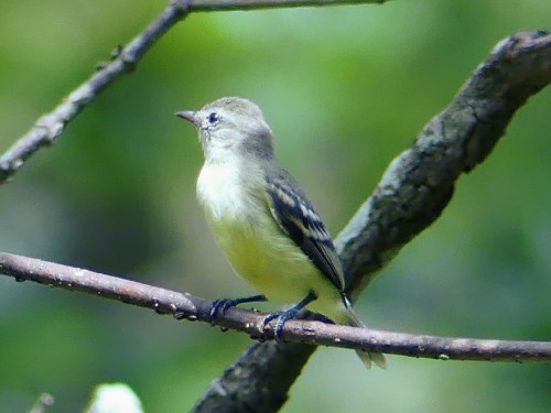 Southern Beardless-Tyrannulet