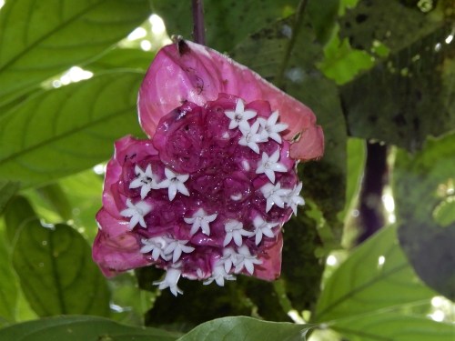 Hot Lips, Psychotria elata. Photo by Carole McIvor.