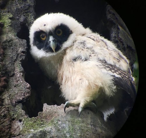 Spectacled Owl (juvenile)