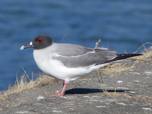 Those big beautiful eyes facilitate hunting at night. Swallow-tailed Gulls are the only nocturnal gulls in the world.