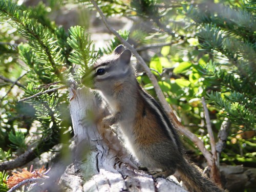 A Yellow Pine Chipmunk posed near the Sunrise Visitor's Center.