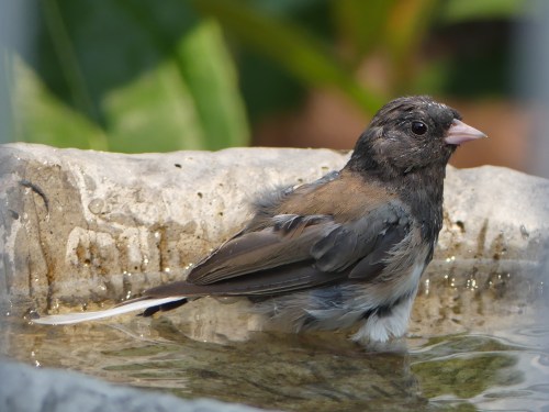 An "Oregon" Dark-eyed Junco cooled off on a hot day in the Dickinson bath while we relaxed on the deck.