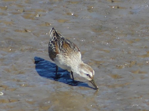 Western Sandpipers foraged at the Everett Sewage Lagoons, some in deeper water up to their bellies. Occasionally a bird would submerge its head completely under water.