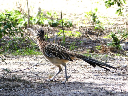 A Greater Roadrunner played hide and seek in the courtyard, mostly hiding in the vegetation. Here he dashes across an open area.