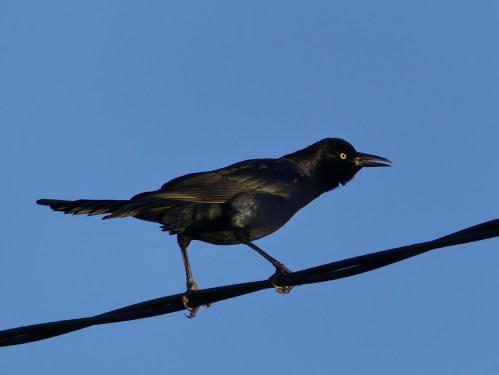 We listened to a lot of Great-tailed Grackles with Nathan Pieplow.
