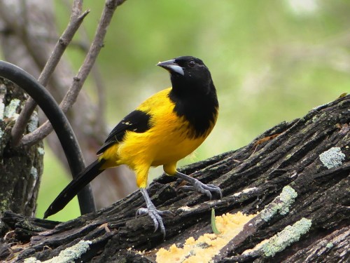 Male Audubon's Oriole at Salineño.