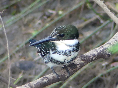 Female Green Kingfisher at Estero Llano Grande.