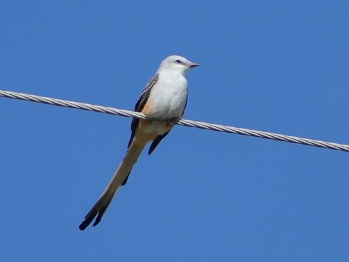 Scissor-tailed Flycatcher