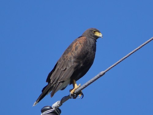 We saw many great birds at the King Ranch Norias Division, including Harris's Hawk.