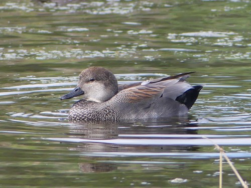 Gadwall is a common duck that I've seen many times, but never so close as at Estero Llano Grande.