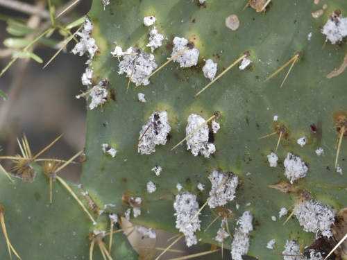 Cochineal, an insect, growing on prickly pear cactus. We learned how the Indians used cochineal to make red dye.