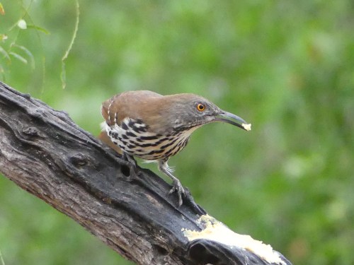 A Long-billed Thrasher enjoying suet at the Salineño feeding area.