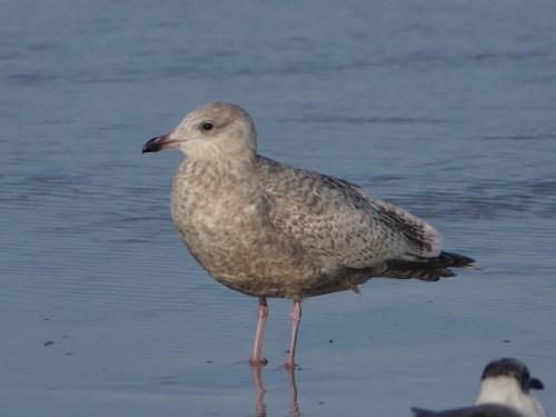 Iceland Gull at Daytona Beach Shores, Florida, January 24, 2018