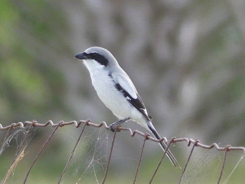 What's a trip to Florida without a Loggerhead Shrike? I observed this bird at Viera Wetlands calling and singing almost continuously.