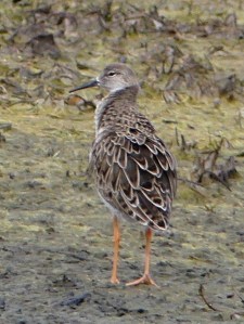 The male Ruff in Gainesville. With the wind blowing his neck feathers up, you get a hint of what he will look like in breeding plumage.