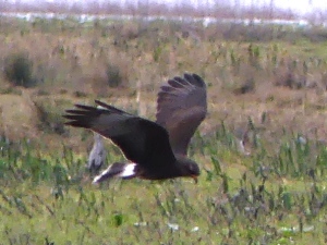 My photo is poor, but our looks at the Snail Kite were great.
