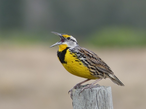 This gorgeous Eastern Meadowlark sat on a fence post outside our car window on Joe Overstreet Road and sang almost non-stop. He was still singing as we finally pulled away and continued down the road.
