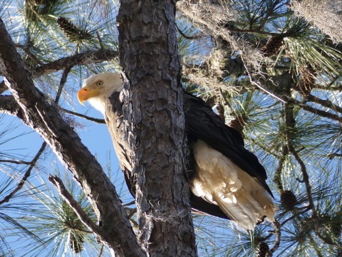 Perhaps I dreamed of eagles. Kerry and I would see five Bald Eagles the next day.