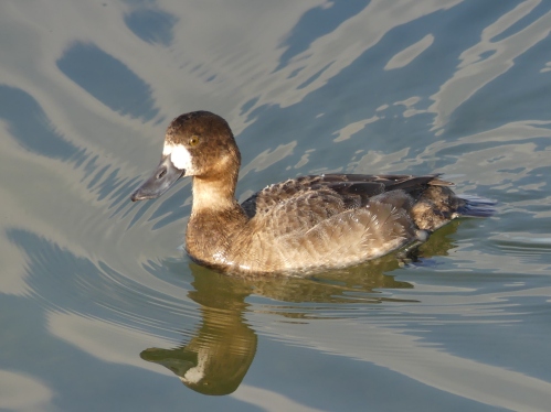 The boobies were too far out for good photos, but a pair of Greater Scaup swam close by the pier at Safety Harbor. This pretty bird is the female.