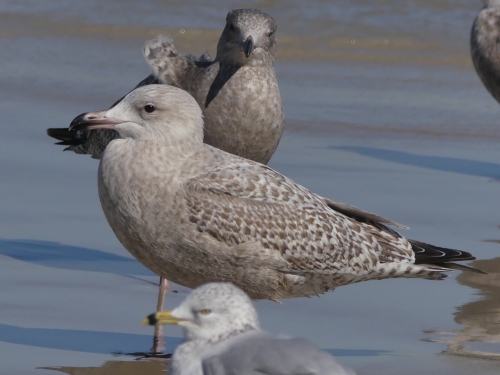 This big, beautiful young gull is probably a Glaucous x Herring Gull hybrid, frequently called "Nelson's Gull."