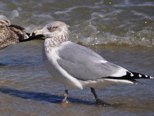 This bird has a ring on its bill, so it's a Ring-billed Gull, right? Nope, it's a Herring Gull. Most of those common field marks only apply to adults. This bird is an "adult type," probably a 4th cycle bird. 