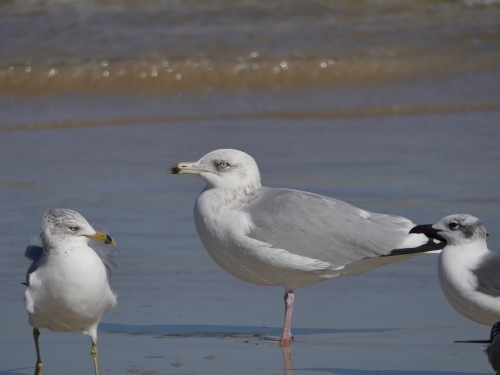 Hmm. What's this bird with the dark tip to its bill? Yep, another "adult type" Herring Gull. The smaller bird to the left is an adult Ring-billed Gull.