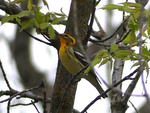 Blackburnian Warbler