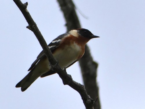 Bay-breasted Warbler