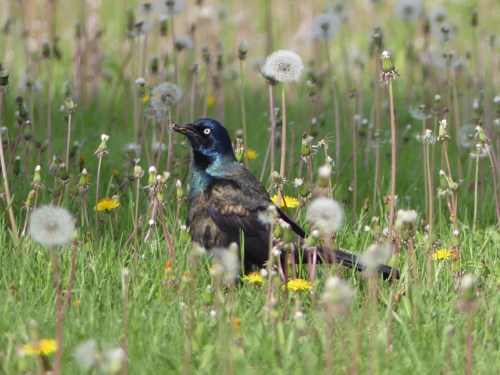 Common Grackle
