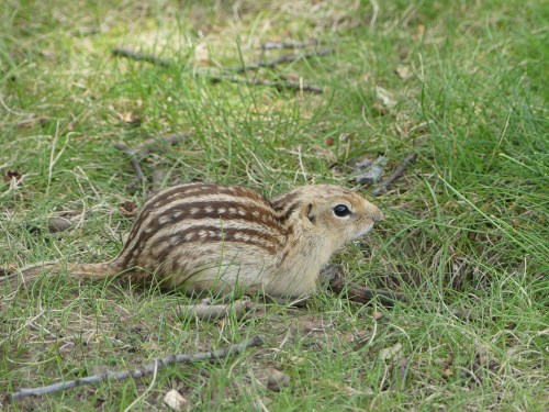 Update: Identified by Cynthia as a Thirteen-lined Ground Squirrel
