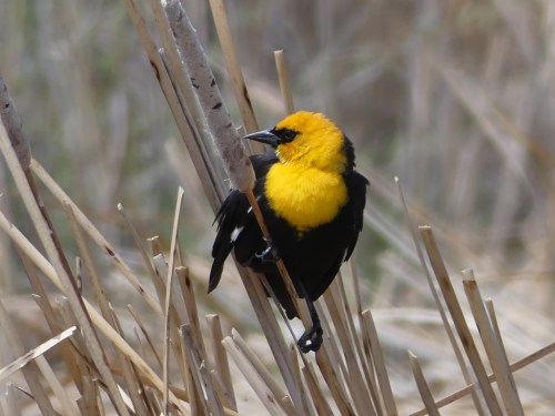 Yellow-headed Blackbird