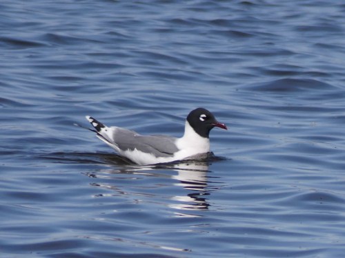 Franklin's Gull