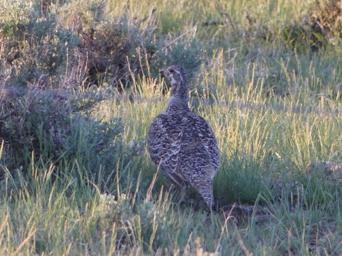 Greater Sage-Grouse